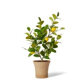 Lemon Tree