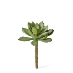 Echeveria Stem Green