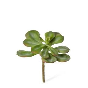 Echeveria Broadleaf Stem Green