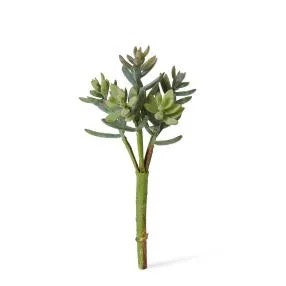 Sedum Nevii Pick Sage